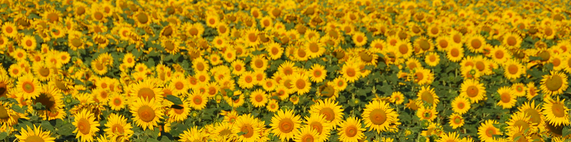Sonnenblumen_4_1